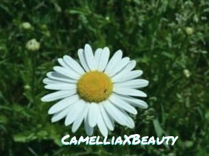Camellia_XBeauty