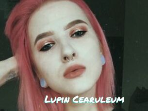 Lupin_Cearuleum