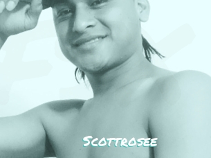 Scottrosee