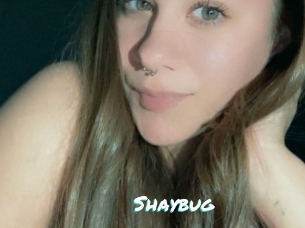 Shaybug