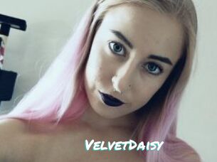 VelvetDaisy